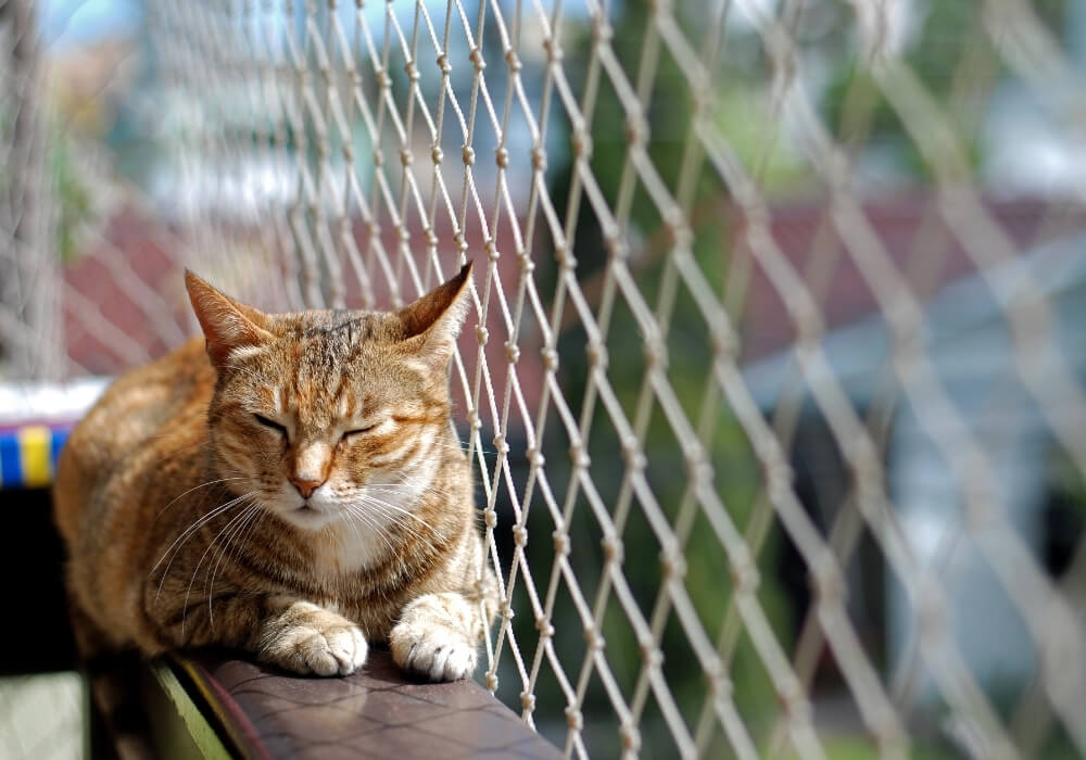Kedi Filesi ile Evcil Dostlarınız Güvende